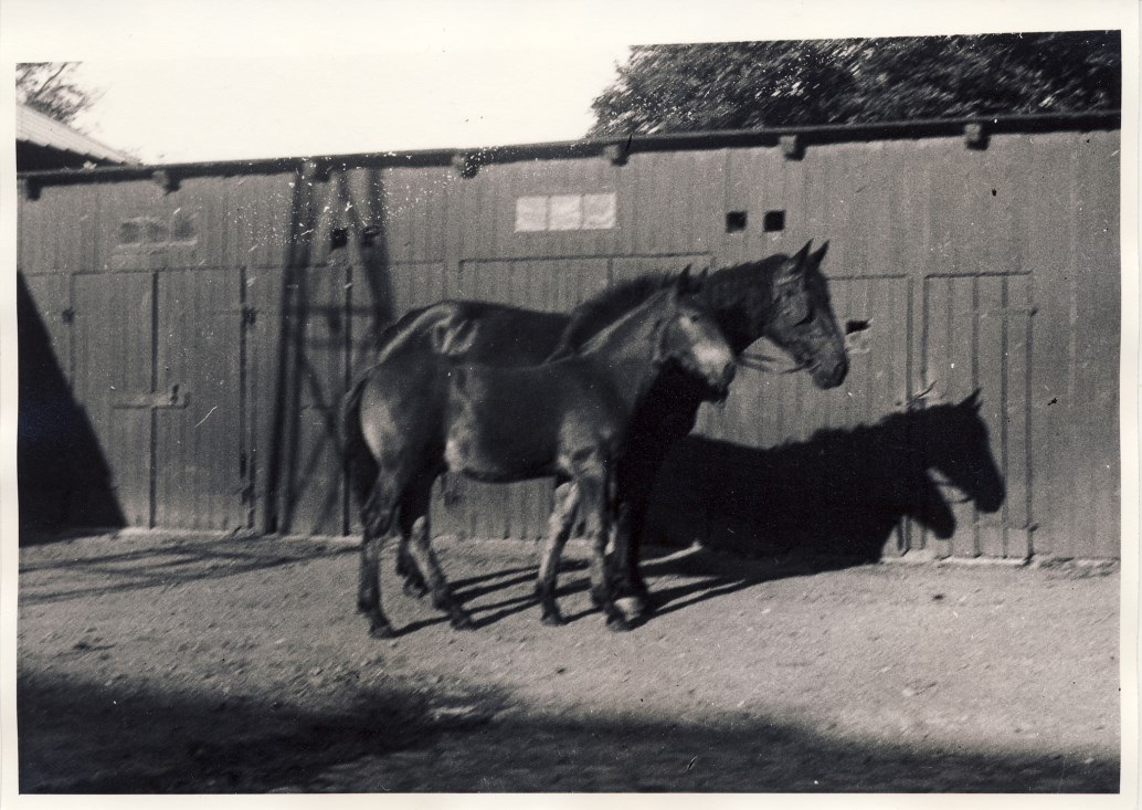 Heste på "Ebbekærgaard", ca 1940.